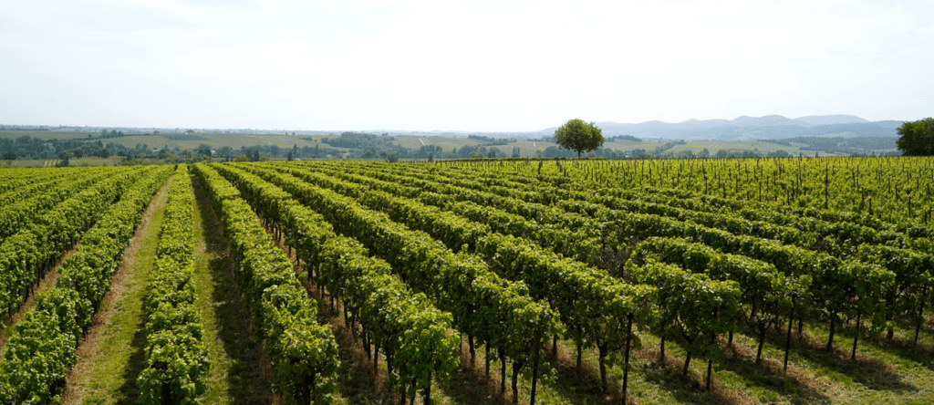 enoturismo umbria san valentino