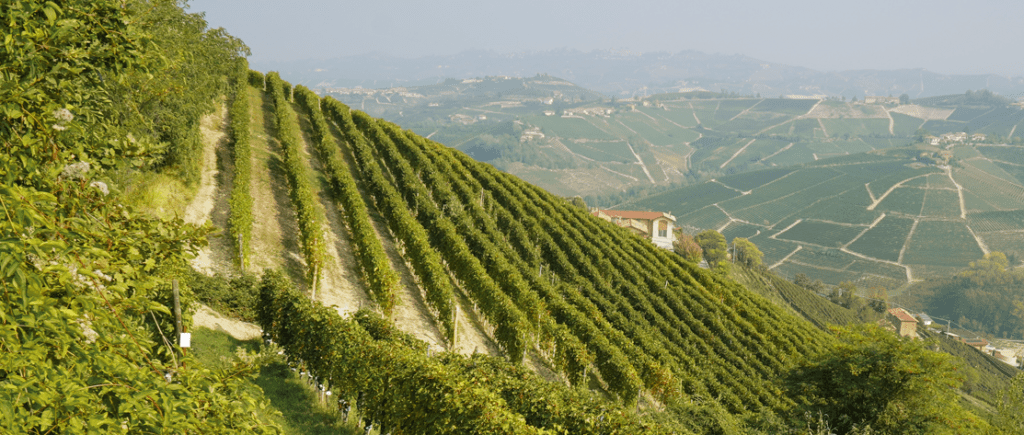 LANGHE DOC ROSATO 2024